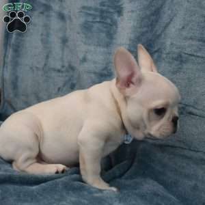 Pluto, French Bulldog Puppy